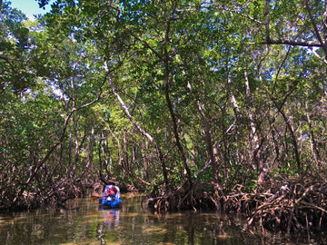 Kayaker paddling through the Lido Key mangrove tunnels in Sarasota