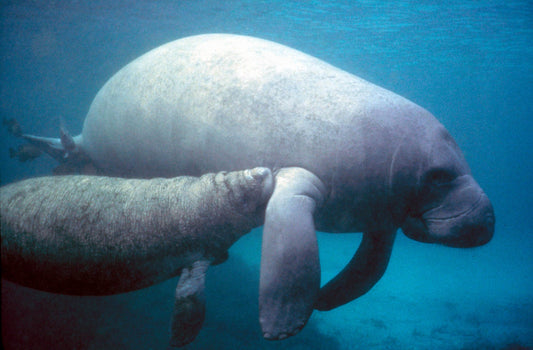 Florida manatee and calf swimming underwater; manatees are a featured exhibit at Mote SEA