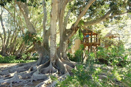 Banyan tree with aerial roots at Marie Selby Botanical Gardens in downtown Sarasota