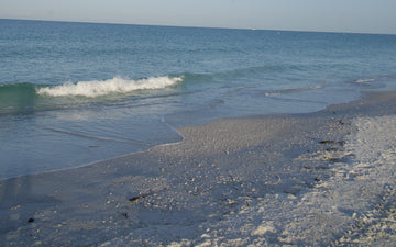 Shells along the Gulf shoreline on a Sarasota beach