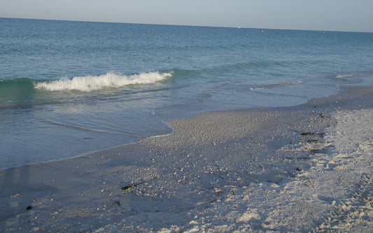 Shells along the Gulf shoreline on a Sarasota beach