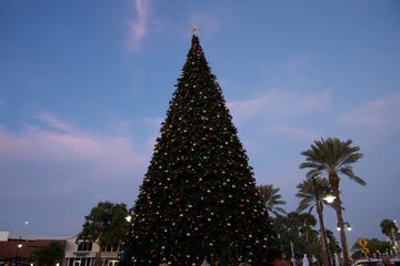 The giant holiday tree on St. Armands Circle at dusk with palm trees