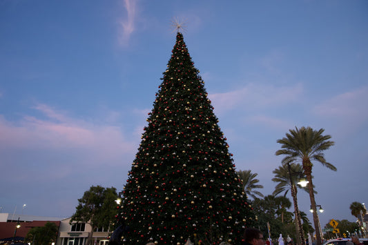 The giant holiday tree on St. Armands Circle at dusk with palm trees