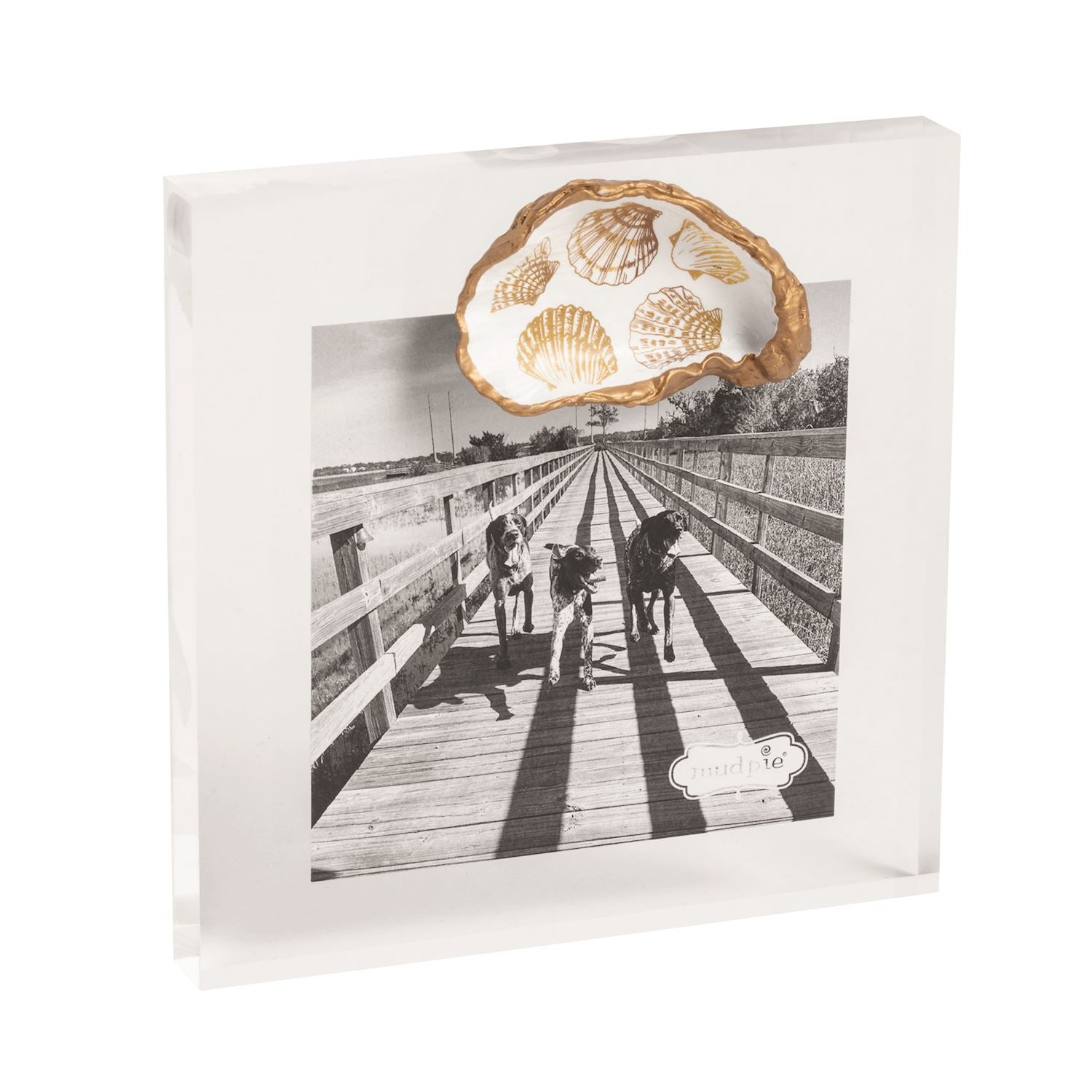 Sarasota Style Acrylic Sealife Shells Picture Frame in Gold - Sarasota Florida | Sarasota Store